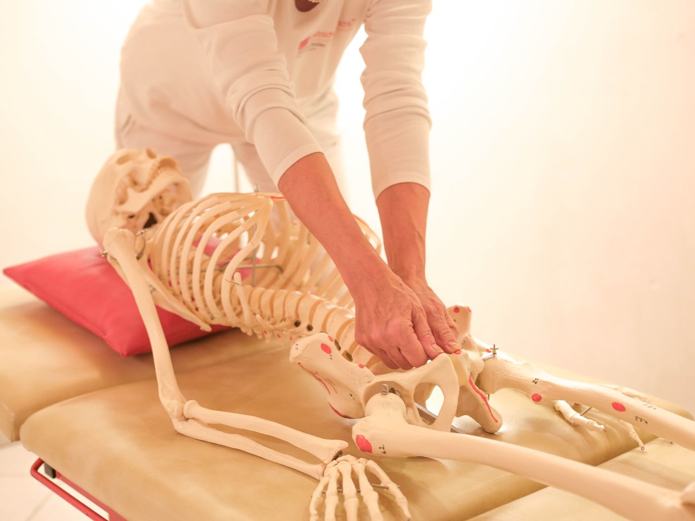Sabine Zeidler zeigt am Modell die Druckpunkte der Osteopressur